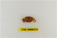 藏品(字紋弓蟹)的圖片